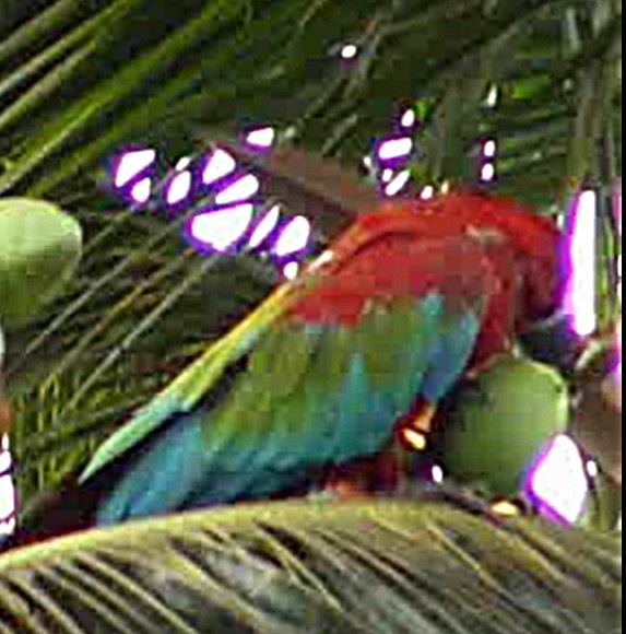 Red-and-green Macaw - ML207591471