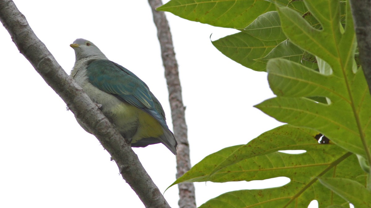 Серо-зелёный фруктовый голубь - ML20759281