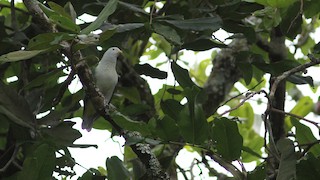  - Gray-green Fruit-Dove