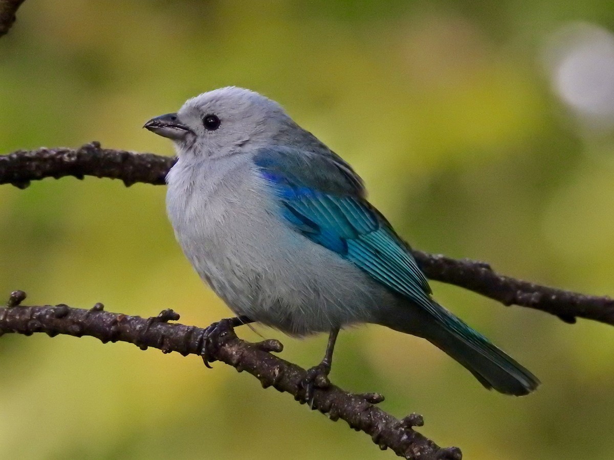 Blue-gray Tanager - ML207599911