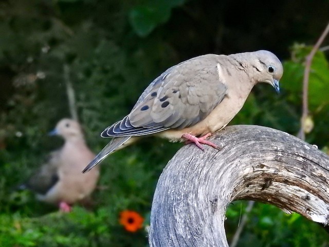 Eared Dove