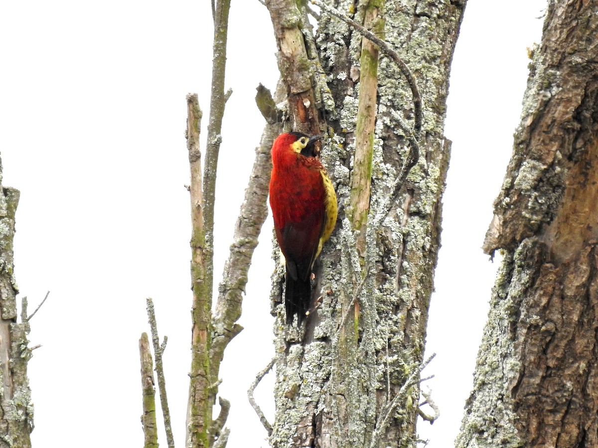 Crimson-mantled Woodpecker - ML207603521