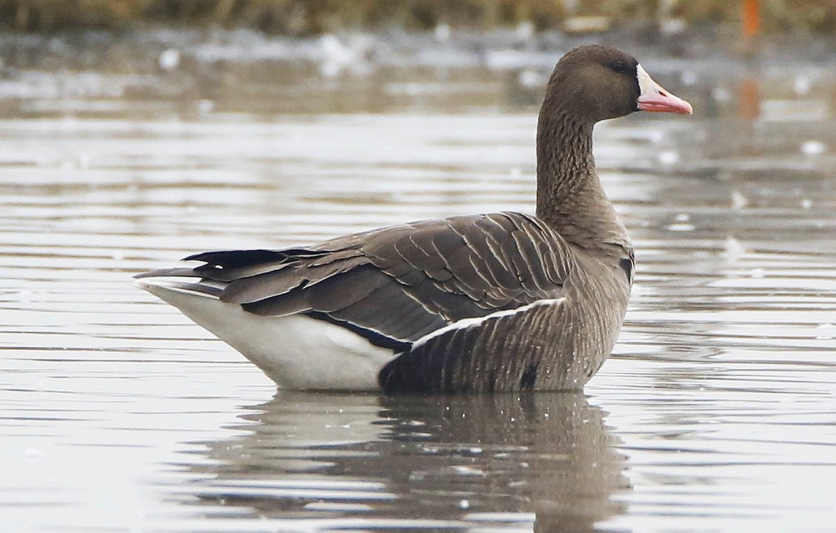 Greater White-fronted Goose - ML207606911