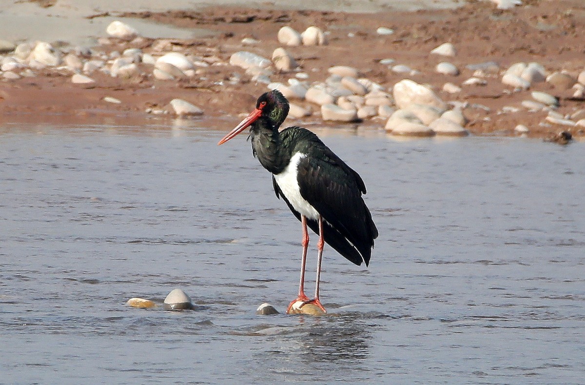 Black Stork - Neeraj Sharma
