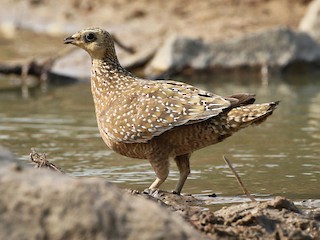 Female - Charley Hesse TROPICAL BIRDING - ML207609981