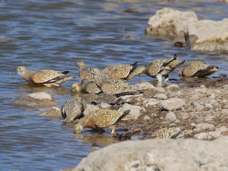 Male and female - Stephen Gast - ML207610021