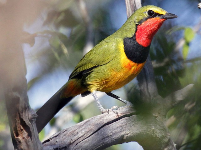 Photos - Four-colored Bushshrike - Telophorus viridis - Birds of