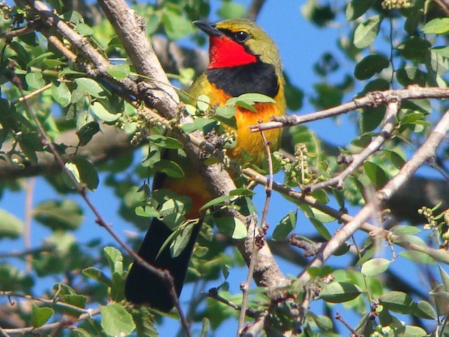 Photos - Four-colored Bushshrike - Telophorus viridis - Birds of