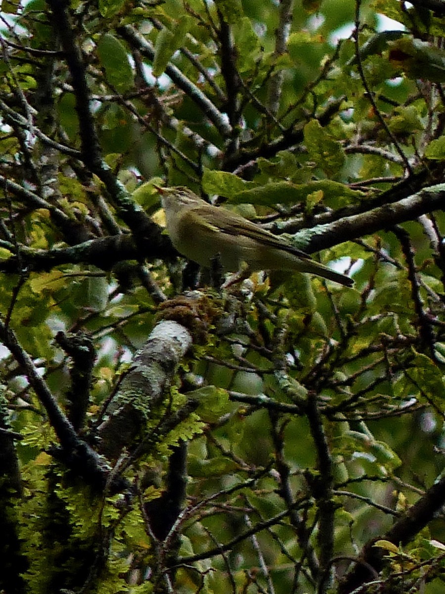 Uganda Woodland-Warbler - ML207611081