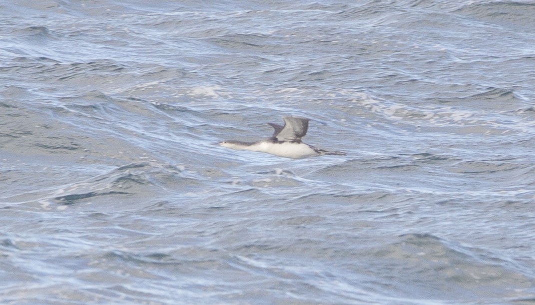 Red-throated Loon - ML20761271