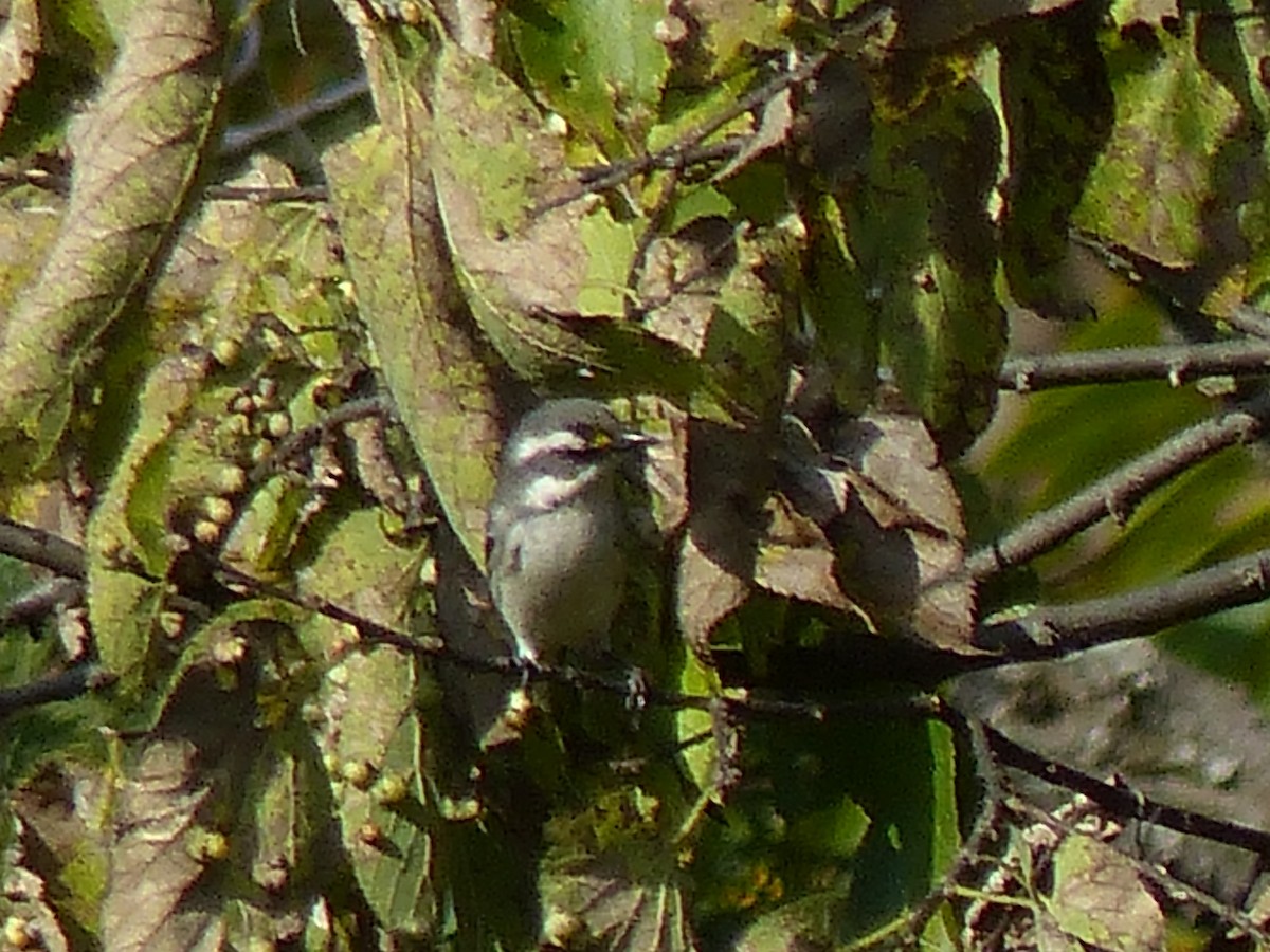 Black-throated Gray Warbler - ML20761471
