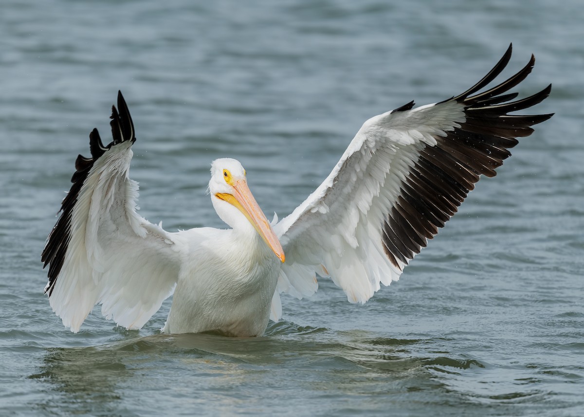 American White Pelican - Dan Brown