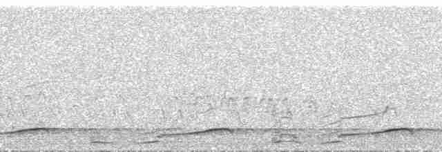 Plongeon arctique - ML207617