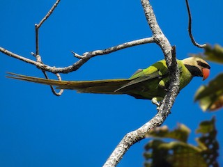 Nicobar Parakeet - Psittacula caniceps - Birds of the World