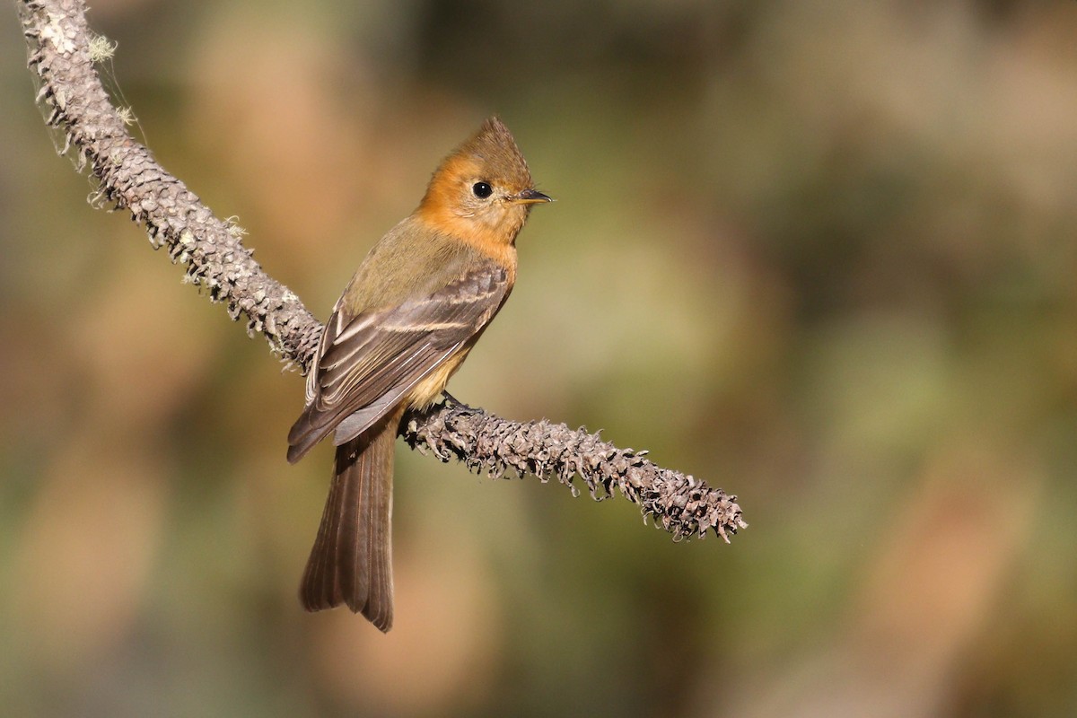 Tufted Flycatcher (Mexican) - ML207630801