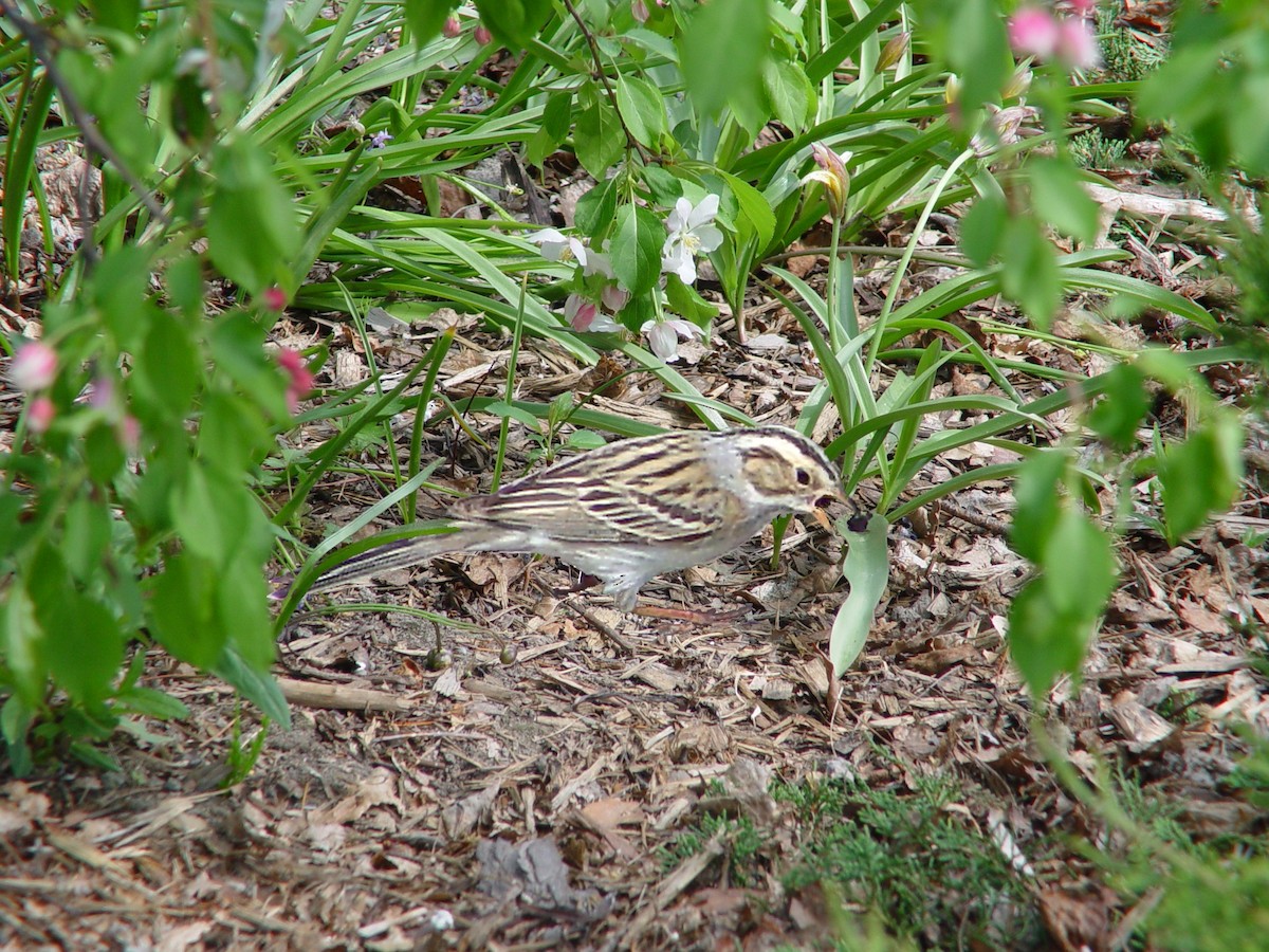 Clay-colored Sparrow - ML207634731