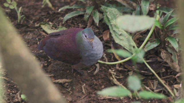 Buff-fronted Quail-Dove - ML207635831