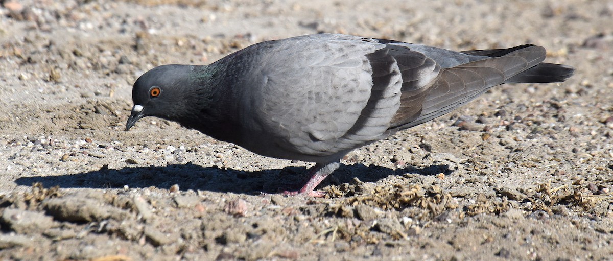 Rock Pigeon (Feral Pigeon) - ML207636031