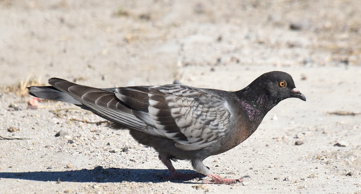 Rock Pigeon (Feral Pigeon) - ML207636041