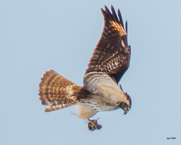 Red-shouldered Hawk (lineatus Group) - ML207637421