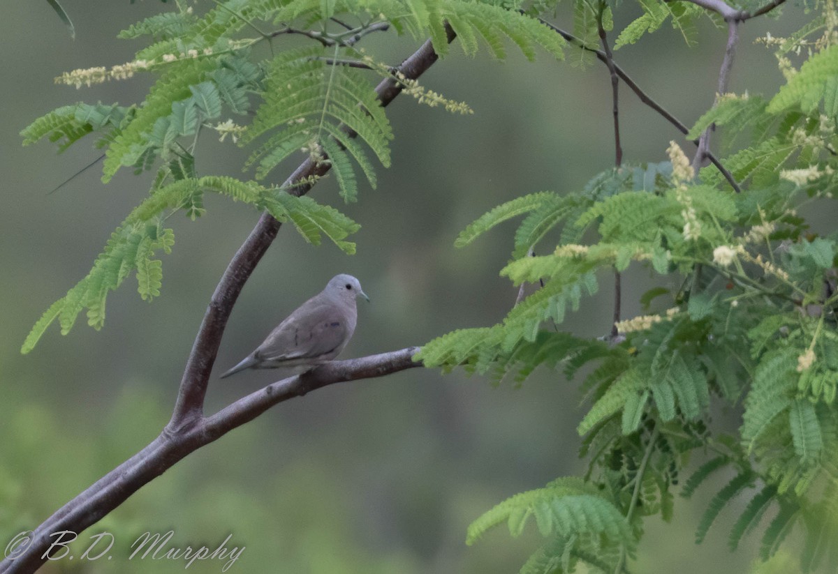 Plain-breasted Ground Dove - ML207638221