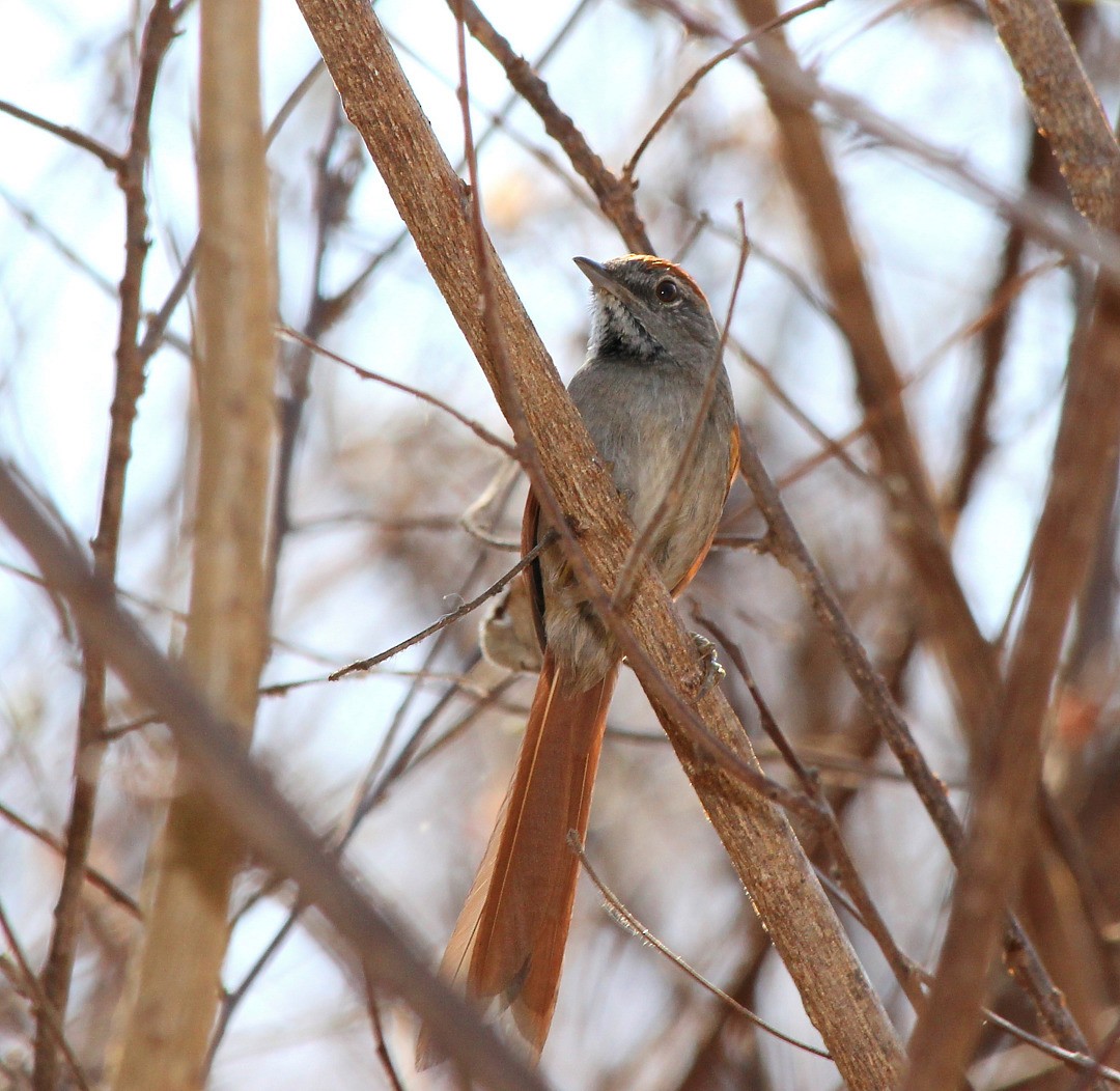 Sooty-fronted Spinetail - Elby Anderson A Silva