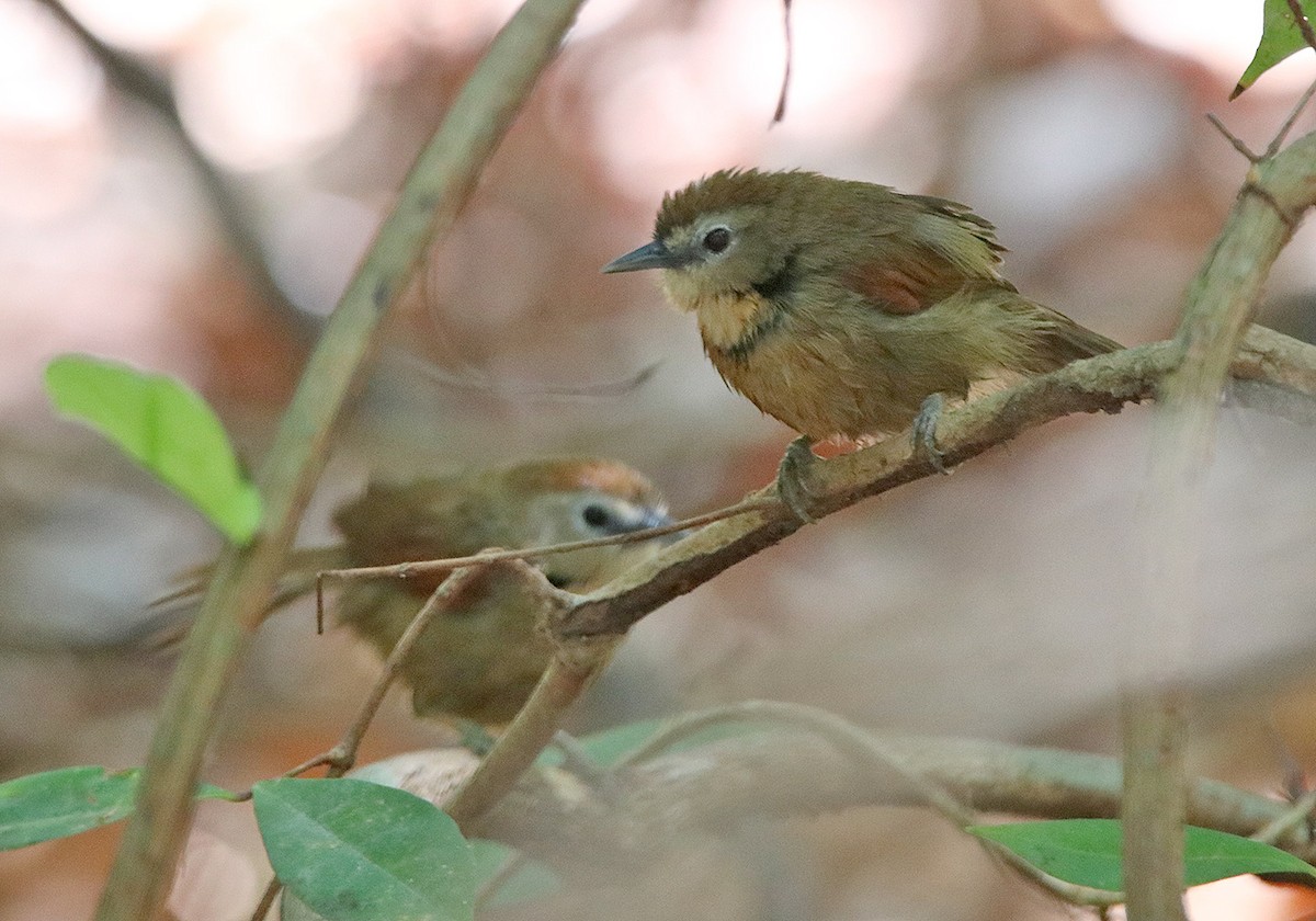 Crescent-chested Babbler - ML207639031