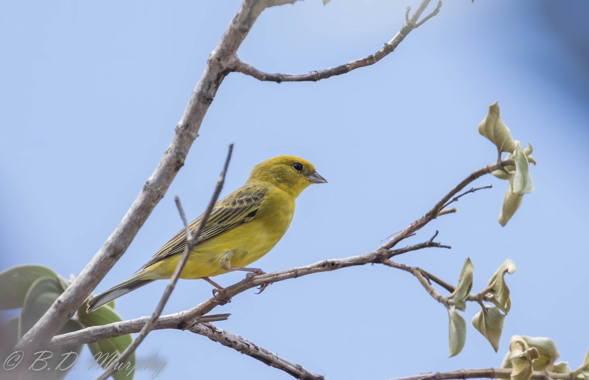 Stripe-tailed Yellow-Finch - ML207639421