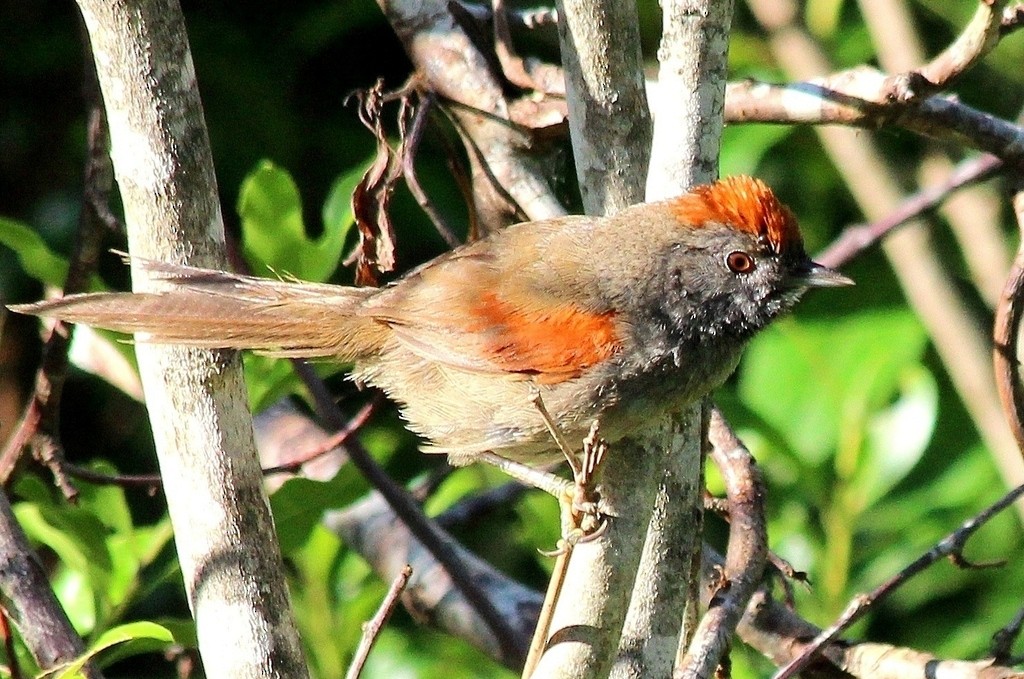 Spix's Spinetail - Elby Anderson A Silva