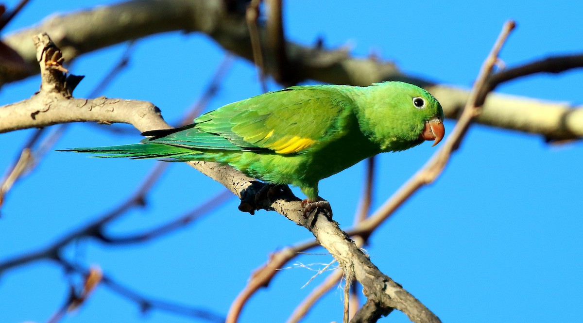Yellow-chevroned Parakeet - David Barton