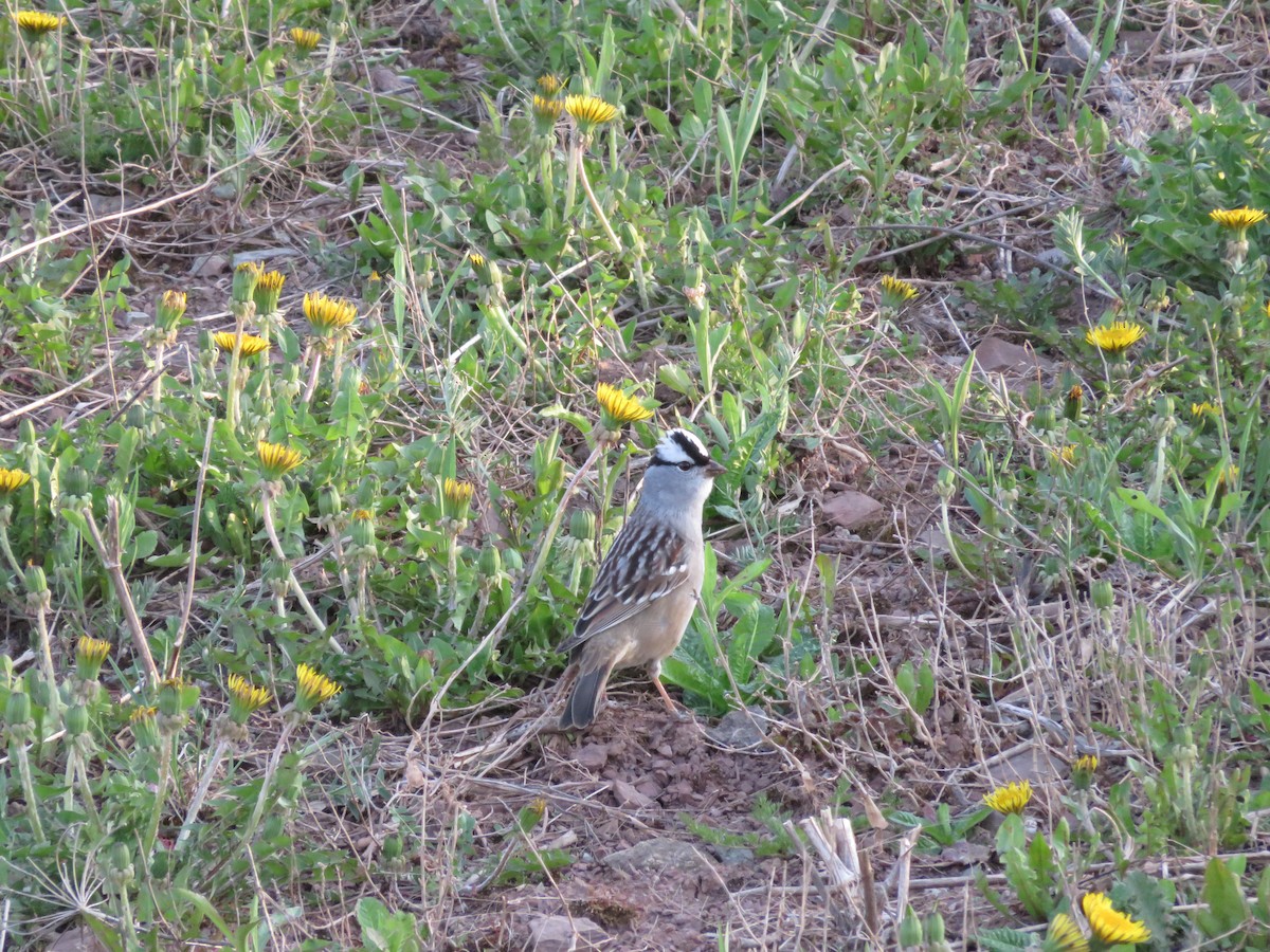 White-crowned Sparrow - ML20764421