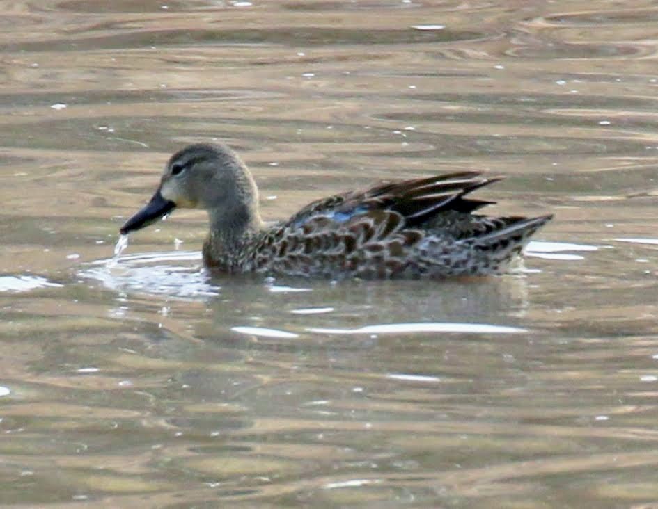 Blue-winged Teal - ML207652341
