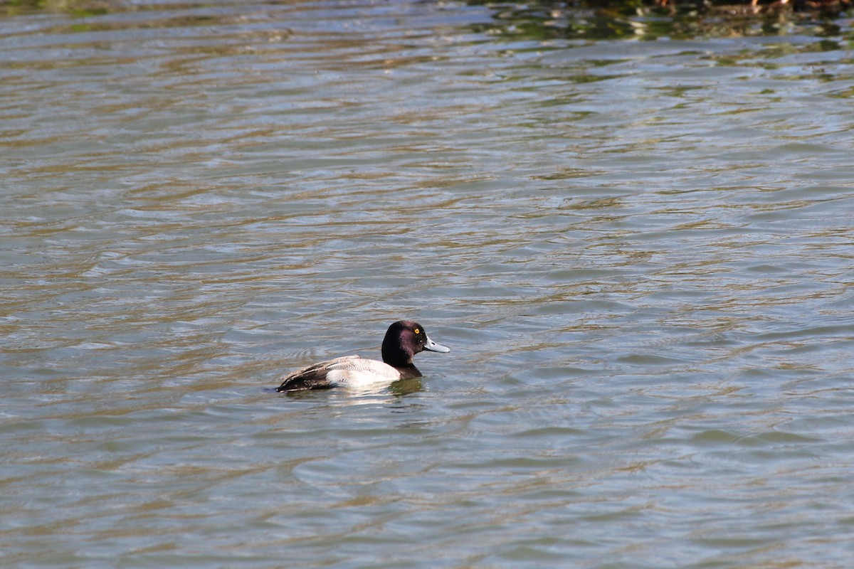 Greater Scaup - ML207656391