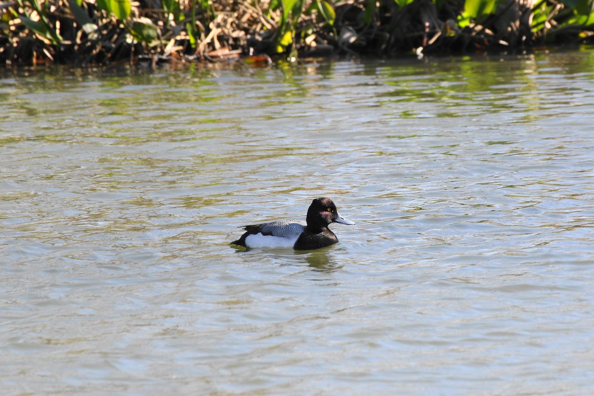 Greater Scaup - Don Brode