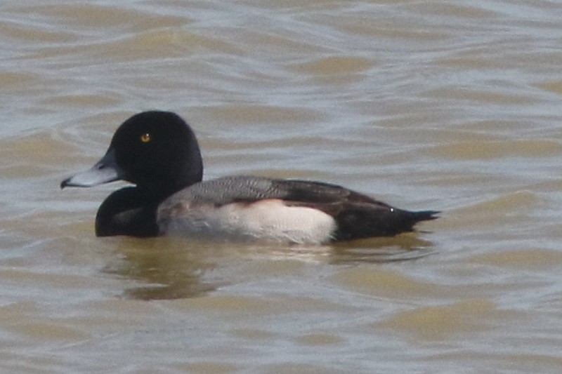 Greater Scaup - ML207657721