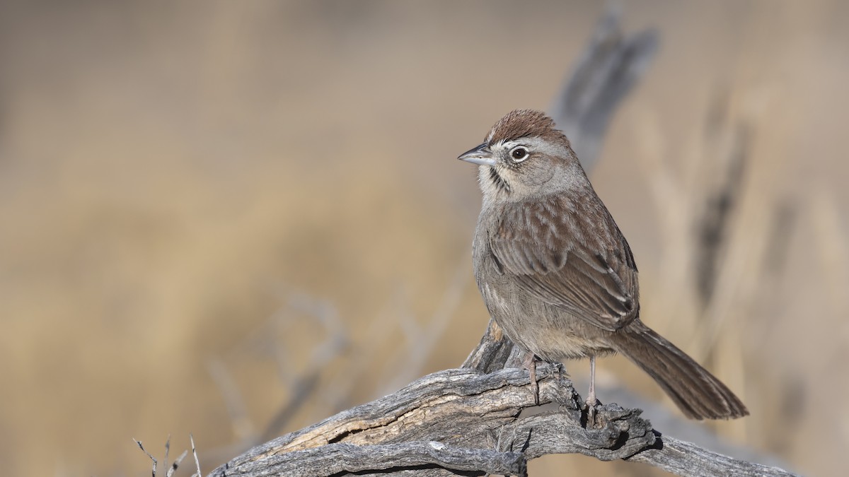 Rufous-crowned Sparrow - ML207660221