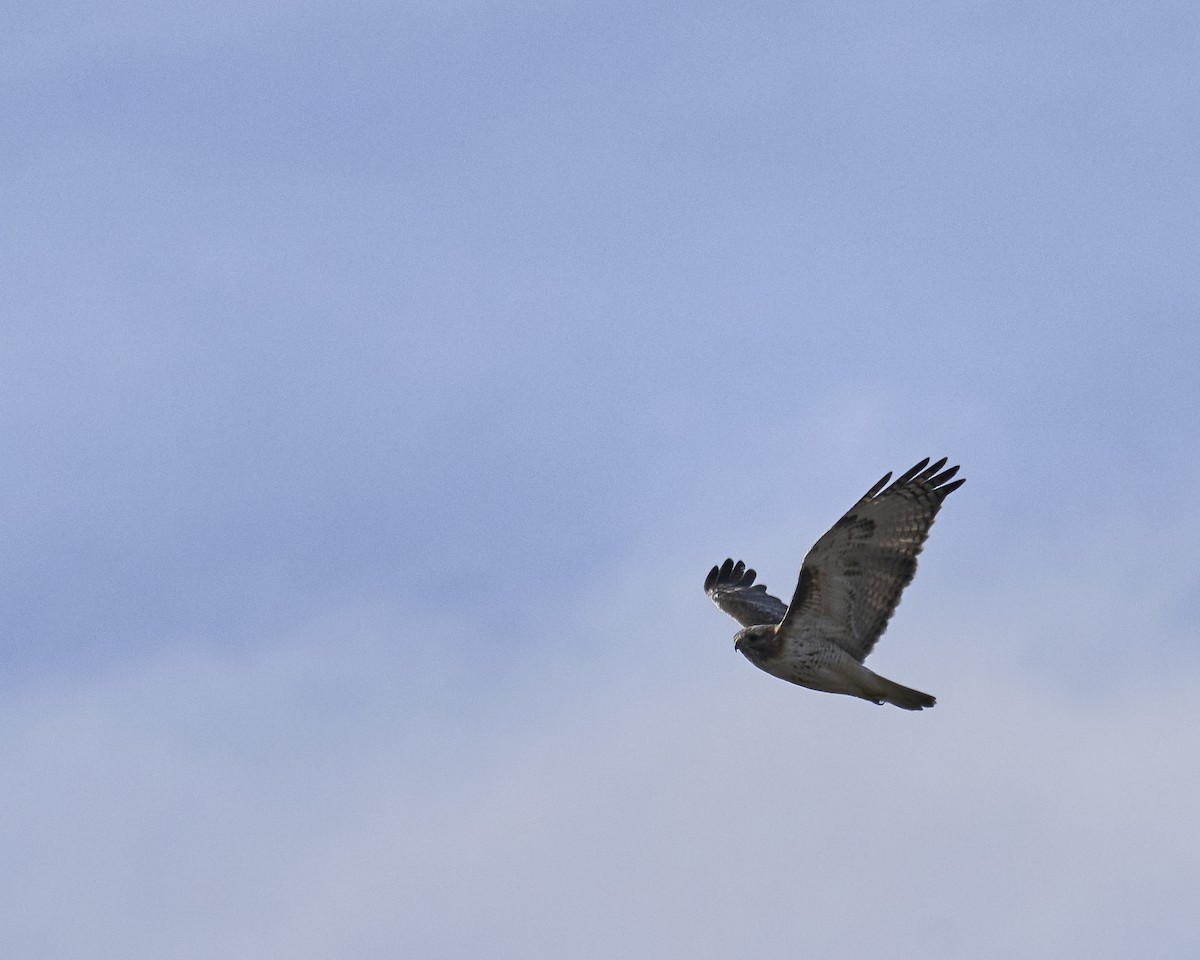 Red-tailed Hawk - ML207673371