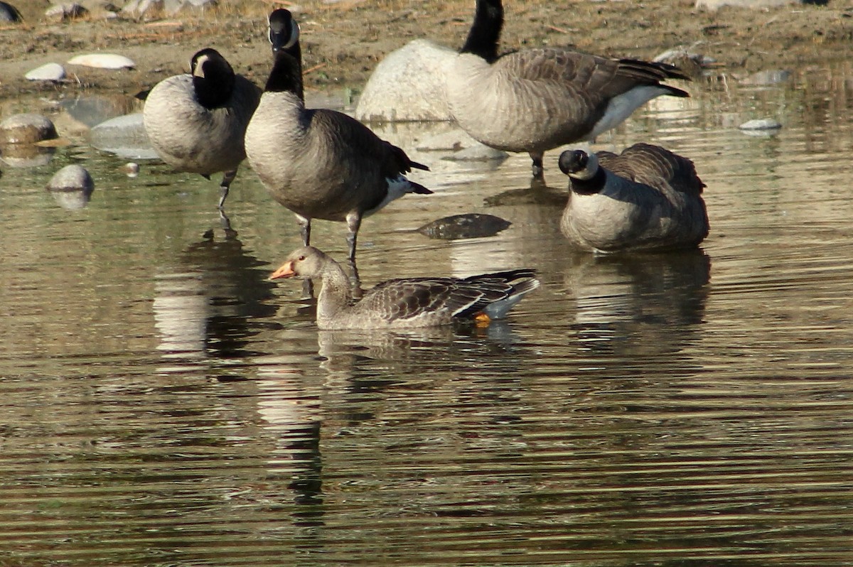 Greater White-fronted Goose - Donna Bragg