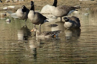Greater White-fronted Goose, ML20767421