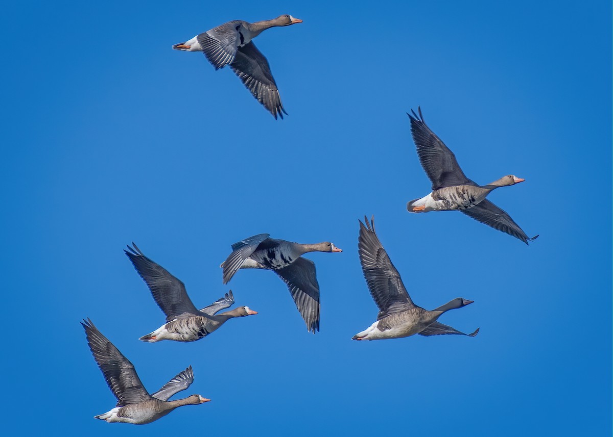 Greater White-fronted Goose - Rick Wilhoit