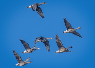 Greater White-fronted Goose, ML207675421