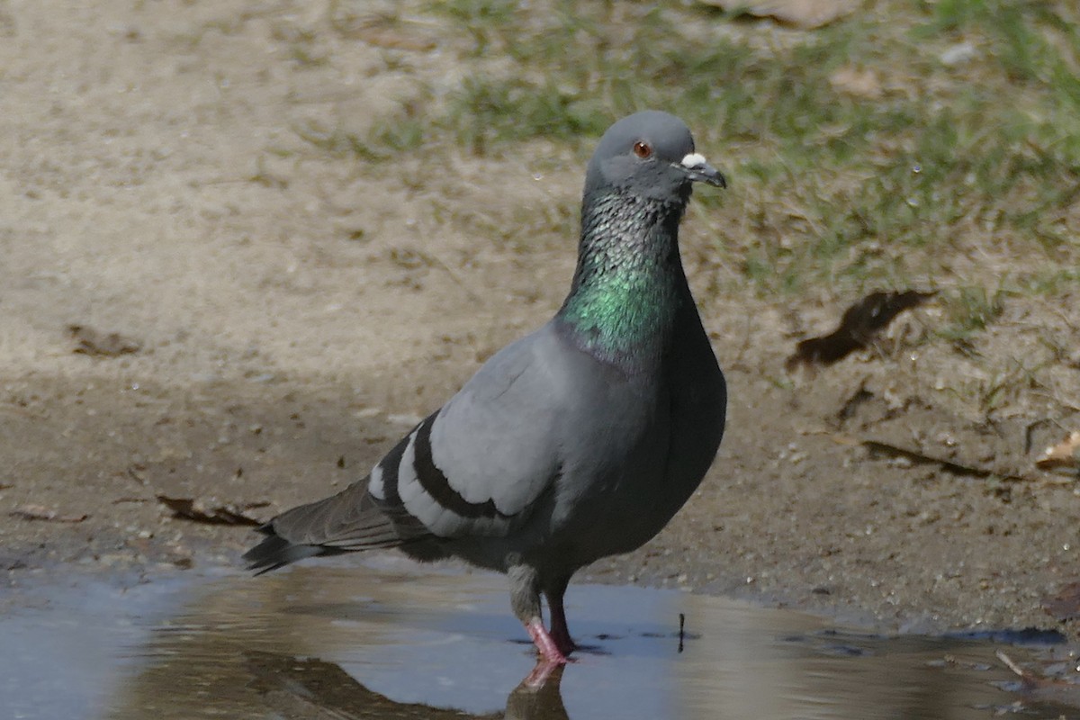 Rock Pigeon (Wild type) - Peter Kaestner
