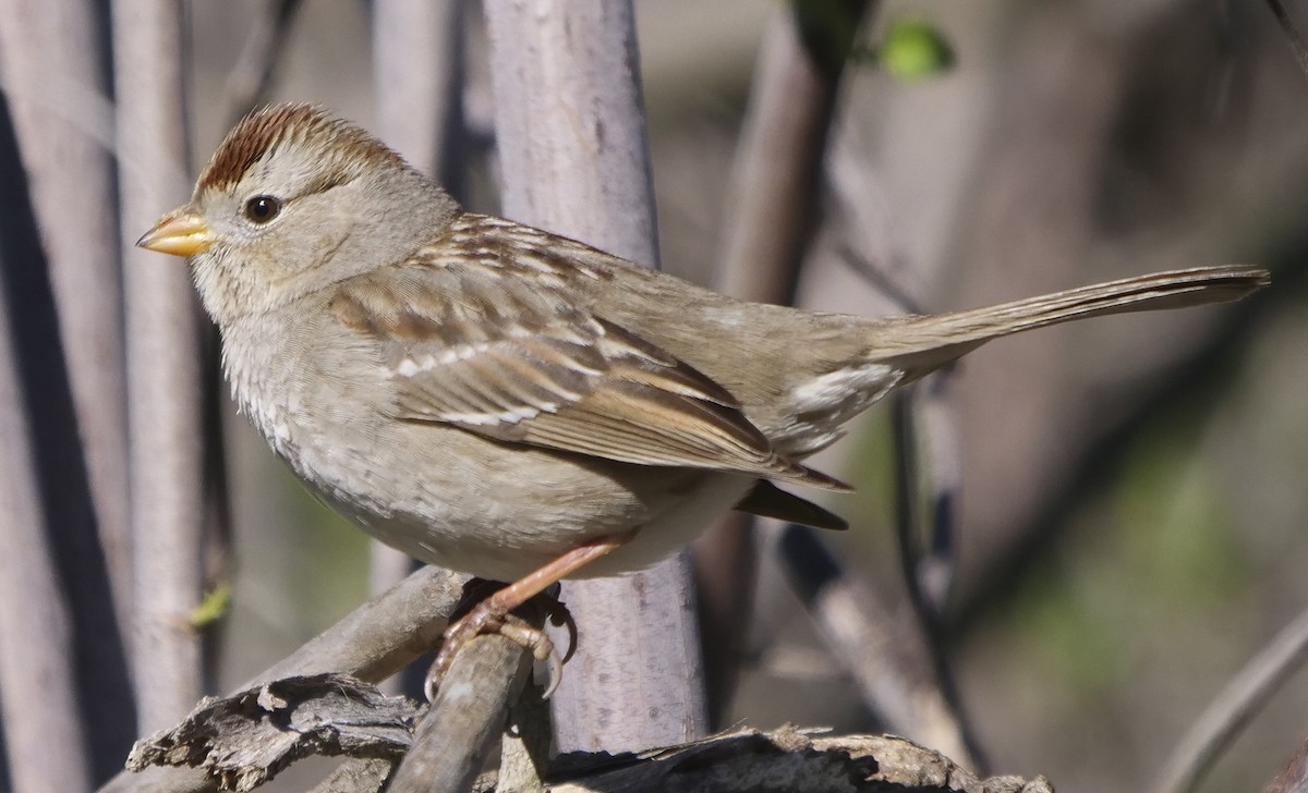 White-crowned Sparrow - Ann Baldwin