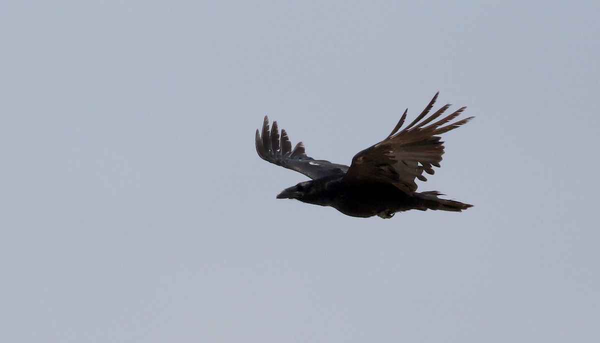 Common Raven - ML207683591