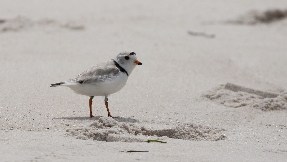 Piping Plover - ML207683681