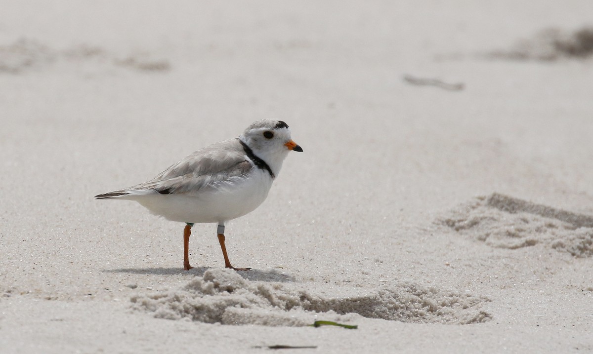 Piping Plover - ML207683691