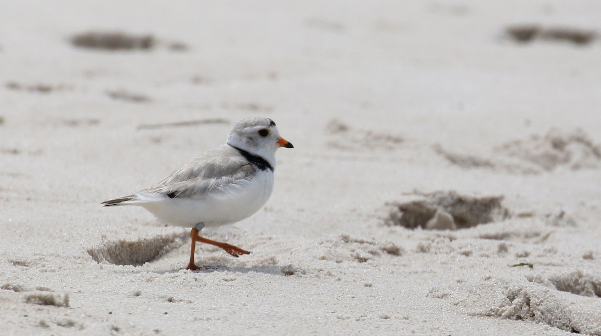 Piping Plover - ML207683701