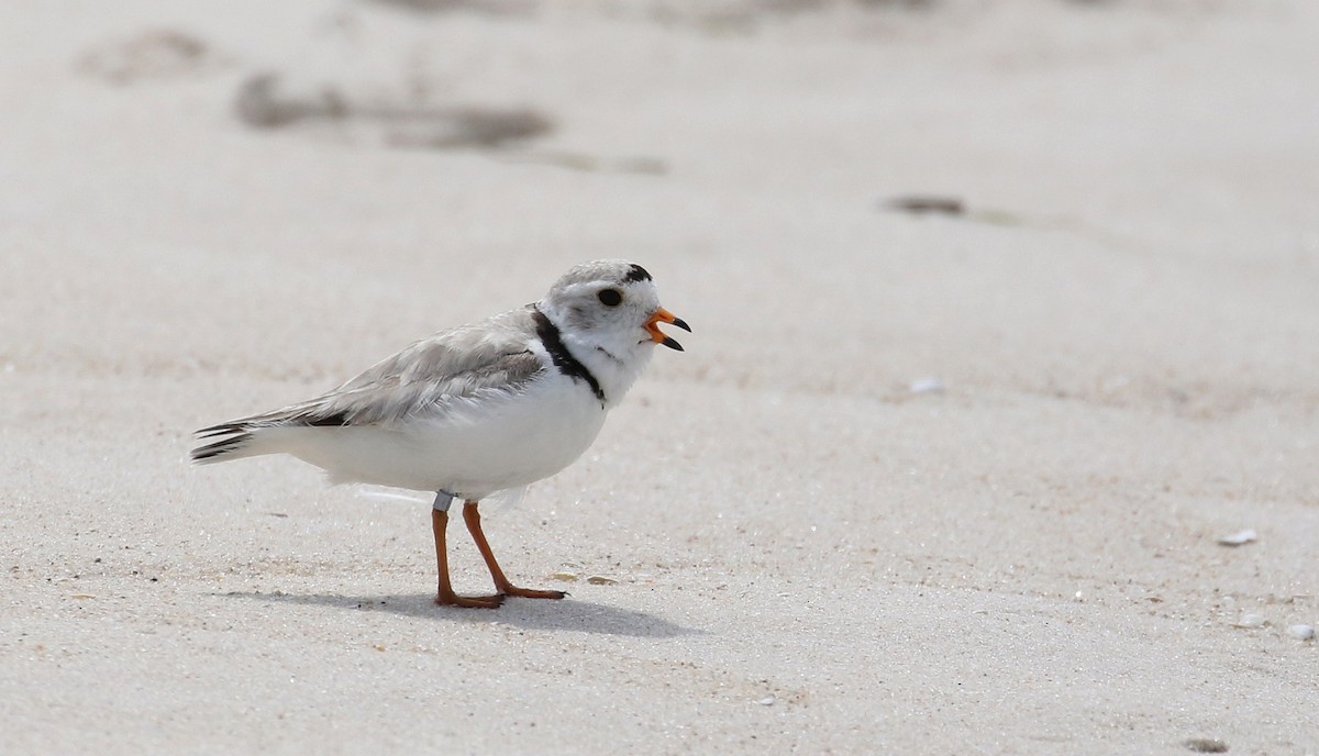 Piping Plover - ML207683731