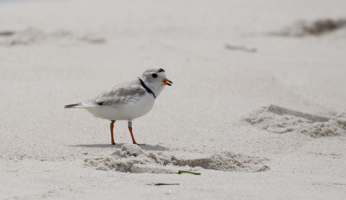 Piping Plover - ML207683741