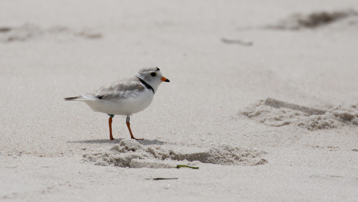 Piping Plover - ML207683751